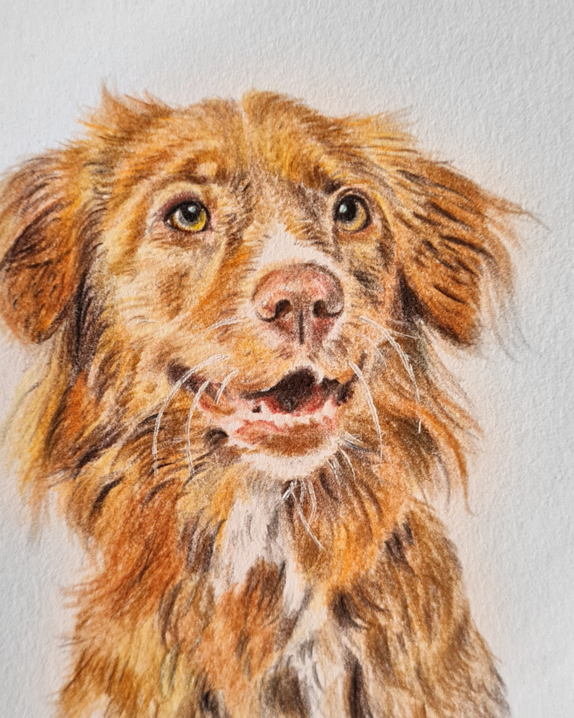 Franziska Zahn Tierportraits